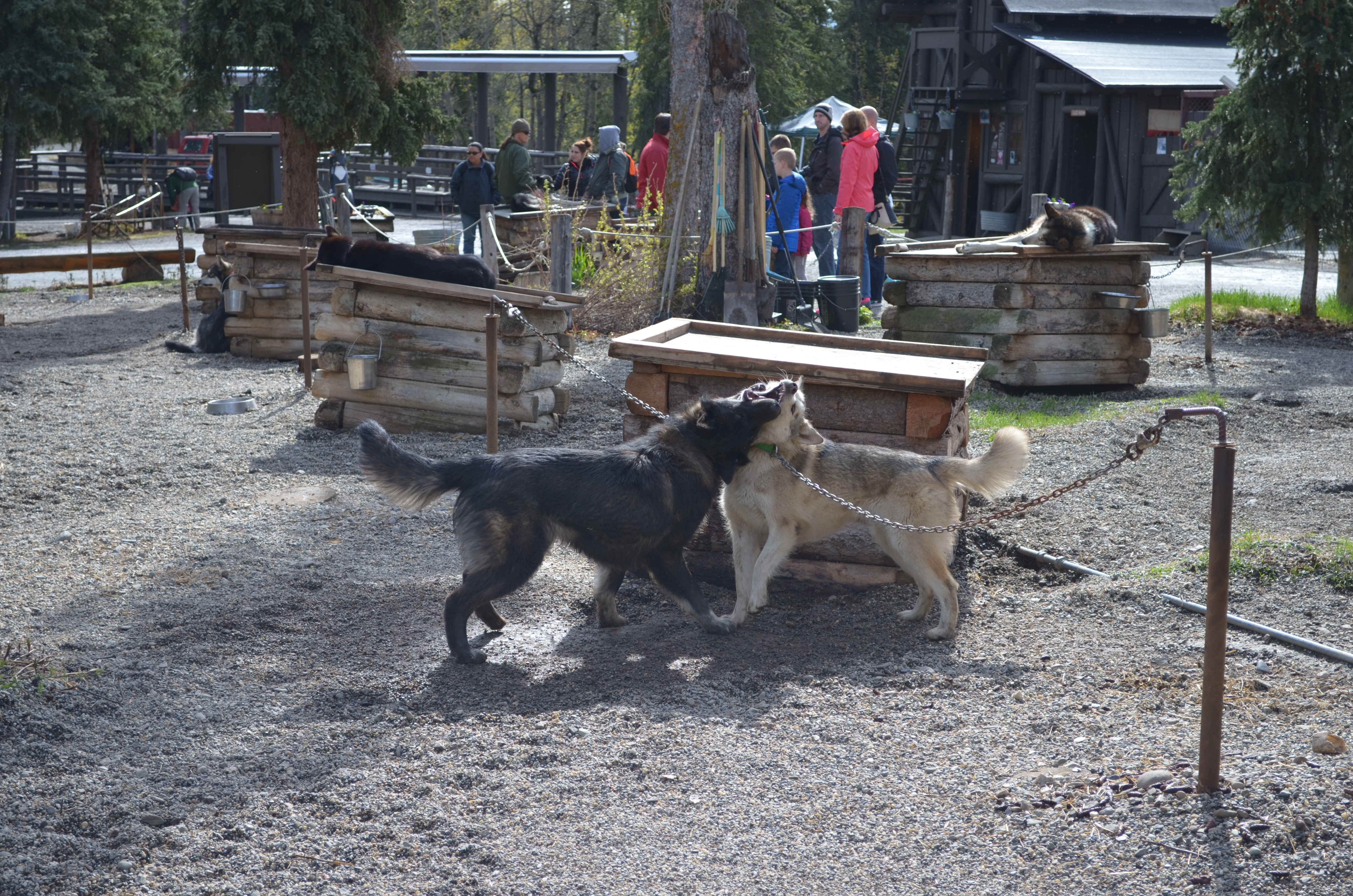 ./2017/08 - Alaska Cruise/03 - Denali/DSC_0301.JPG